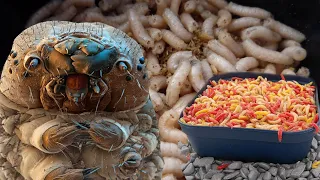 КАК СЕ ПРАВИ БЯЛ ЧЕРВЕЙ! ( how to make your own maggots)!