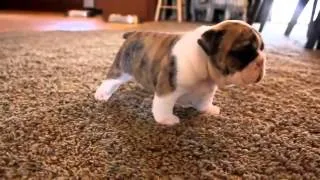 English Bulldog puppies learning to walk for the first time   YouTube