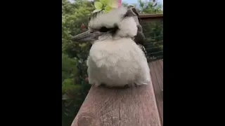 A small and cute kookaburra