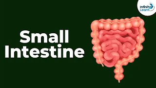 Small Intestine - CBSE 11