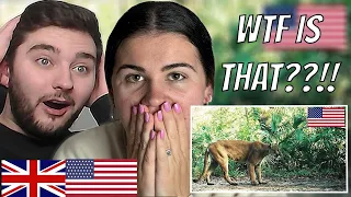 Brits Reacts to Animals Only Found in America!