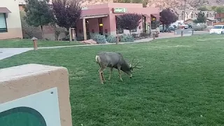 Huge Mule Deer in Springdale Utah Attack Mode