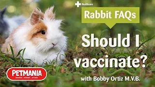 Should I vaccinate my rabbit? - Rabbit FAQs with Bobby Ortiz