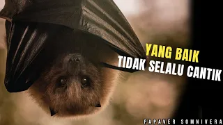 Kelelawar, tidak sejahat kelihatannya.