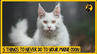 5 Things You Must Never Do to Your Maine Coon Cat