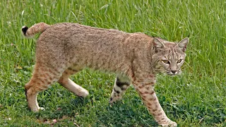 Huge bobcat while bow hunting in Michigan! Montmorency County