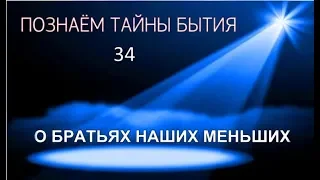 Познаем тайны бытия-34. О братьях наших меньших