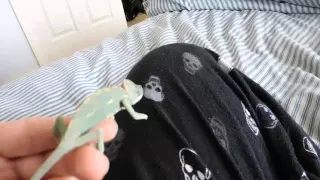 Handling My baby veiled chameleon.
