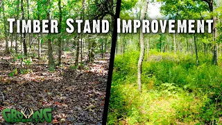 Before and After: Timber Stand Improvement for Better Deer & Wildlife Habitat Habitat (640)