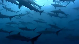 Thousands of Sharks Gathering | Blue Planet | BBC Earth