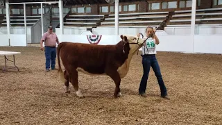 Mahaska County 4-H Beef Showmanship - Part 2