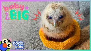 Owl Babies Learn To Fly For The First Time! | Dodo Kids | Baby 2 Big