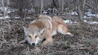 14 yrs old catches RED WOLF?!Plus 19 COYOTES and 2 fox's