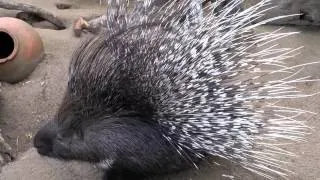 Spines of porcupines