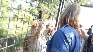 Lion Encounter Ride - Orana Wildlife Park