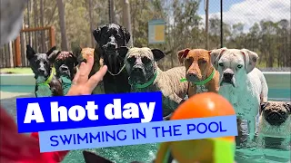 Relaxing Video of Happy Dogs Swimming in Pool | Videos for Dogs to Watch | Dog TV