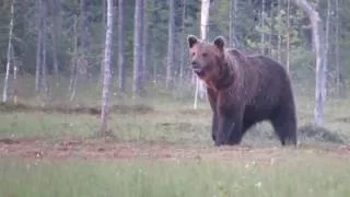 Europese bruine beer - Eurasian brown bear - Ursus arctos arctos / Kuika (part 2) Finland