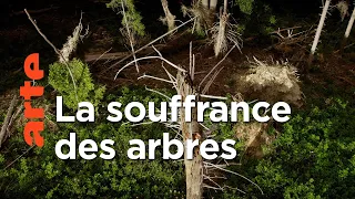 Pouvons-nous sauver les arbres ? | 42, la réponse à presque tout | ARTE