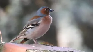 Common chaffinch (fringilla coelebs) singing - erdei pinty énekel