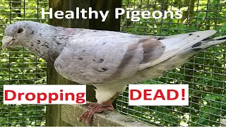 Healthy Pigeons Dropping Dead!!