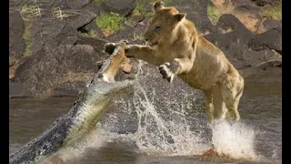 Top 14 Amazing and Craziest Animal Fights Caught On Camera