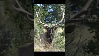 Devastating Frontal Shot on a Big Ol' Bull Elk