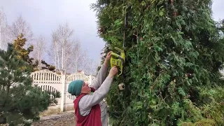 Стрижка хвойников на участке весной