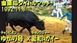 ゆかり号ｘ新和トガイー 1992.11.8（重量級タイトルマッチ）　【沖縄闘牛】