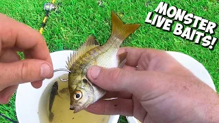 Using GIANT LIVE BAIT for pond MONSTERS!!!