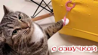 ПРИКОЛЫ с котами! СМЕШНЫЕ КОТЫ С ОЗВУЧКОЙ! СМЕШНЫЕ ЖИВОТНЫЕ! 2023