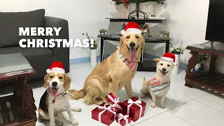 Dogs Opening Their Presents 🎁 | Christmas Party!🎄