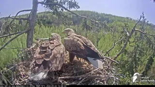 LDF.Milda ar jauno tēviņu apmeklē ligzdu.🦅🦅/Milda visits the nest with the new male.2.05.24