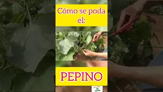 Cómo podar el pepino: Recomendación.