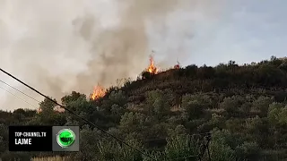 Top Channel/ Lushnjë, i vunë zjarrin mbeturinave por flakët u përhapën dhe dogjën ullishtën