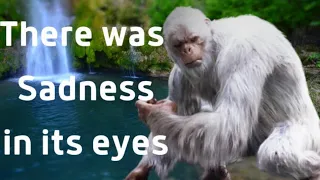 It's Eyes Told A Story - 3 Amazing Encounters of a "White" Bigfoot