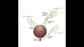 Neurogenic Bladder made easy: Atonic, automatic, autonomous bladder