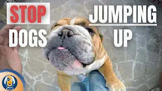 How To Stop Dogs Jumping Up On People #121