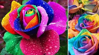 As 7 Rosas Mais LINDAS e DIFERENTES do Mundo Que Vão Te Impressionar