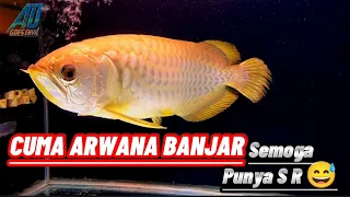 Arwana Banjar Red 50cm+ Ekonomis Namun Eksotis