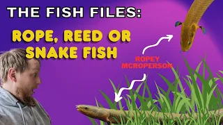 The Fish Files: Ropefish, Reedfish or Snakefish. Complete care & info guide!