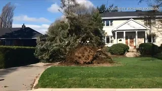 Two large maple trees in Etobicoke uprooted following strong winds