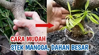 Terbongkar mudahnya cara stek mangga dahan besar ,100 % tumbuh akar-sunardi bibit channel