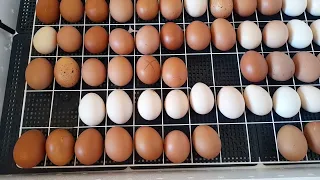18-19 сутки инкубации цыплят в инкубаторе Несушка.Отключаем поворот яиц,поднимаем влажность.