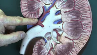 Renal System 2, Kidneys