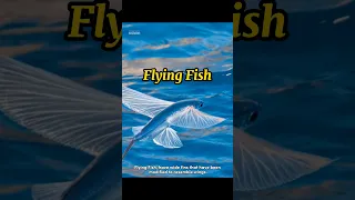 Epic moment of flight as far as 400m. #fish #evolution #flyingfish