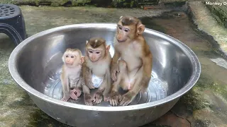 Three Little Monkey (Dodo, Donal And Moly) Waiting Mom Bathing Very Quiet And Obedient