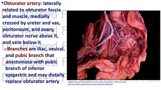 PVS 11 Pelvic vessels