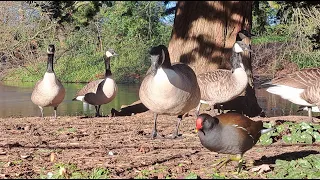 duck and geese chilling area