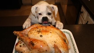 Ultimate Funny Dogs Stealing Food Compilation
