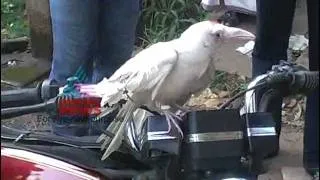 "White" crow in Kerala